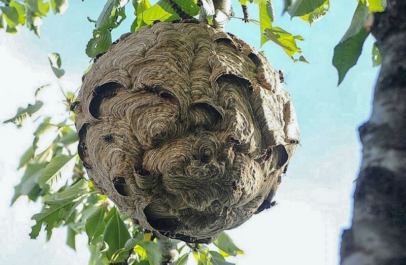 BFTraitement - destruction nid frelon asiatique et guêpe